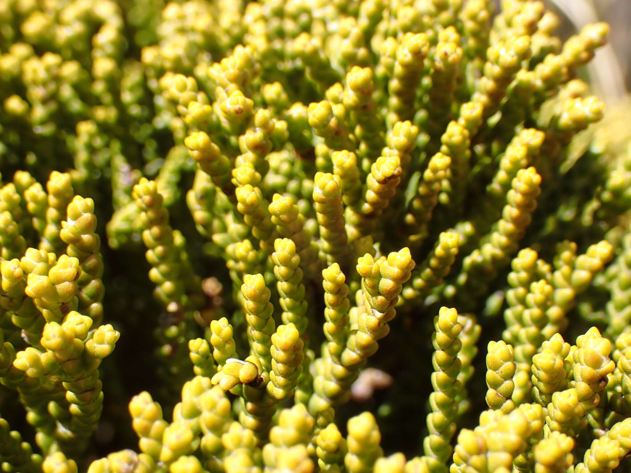 Image of Veronica tetragona Hook.