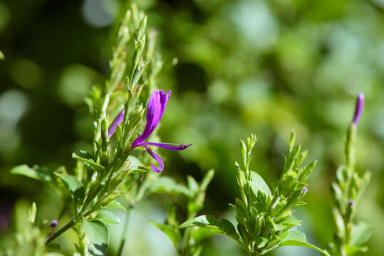 Plancia ëd Hypoestes purpurea (L.) R. Br.