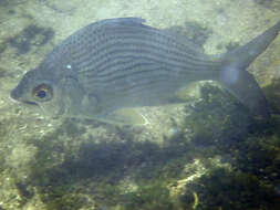 Image of Mojarra