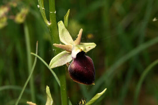 Image of Ophrys sphegodes subsp. helenae (Renz) Soó & D. M. Moore