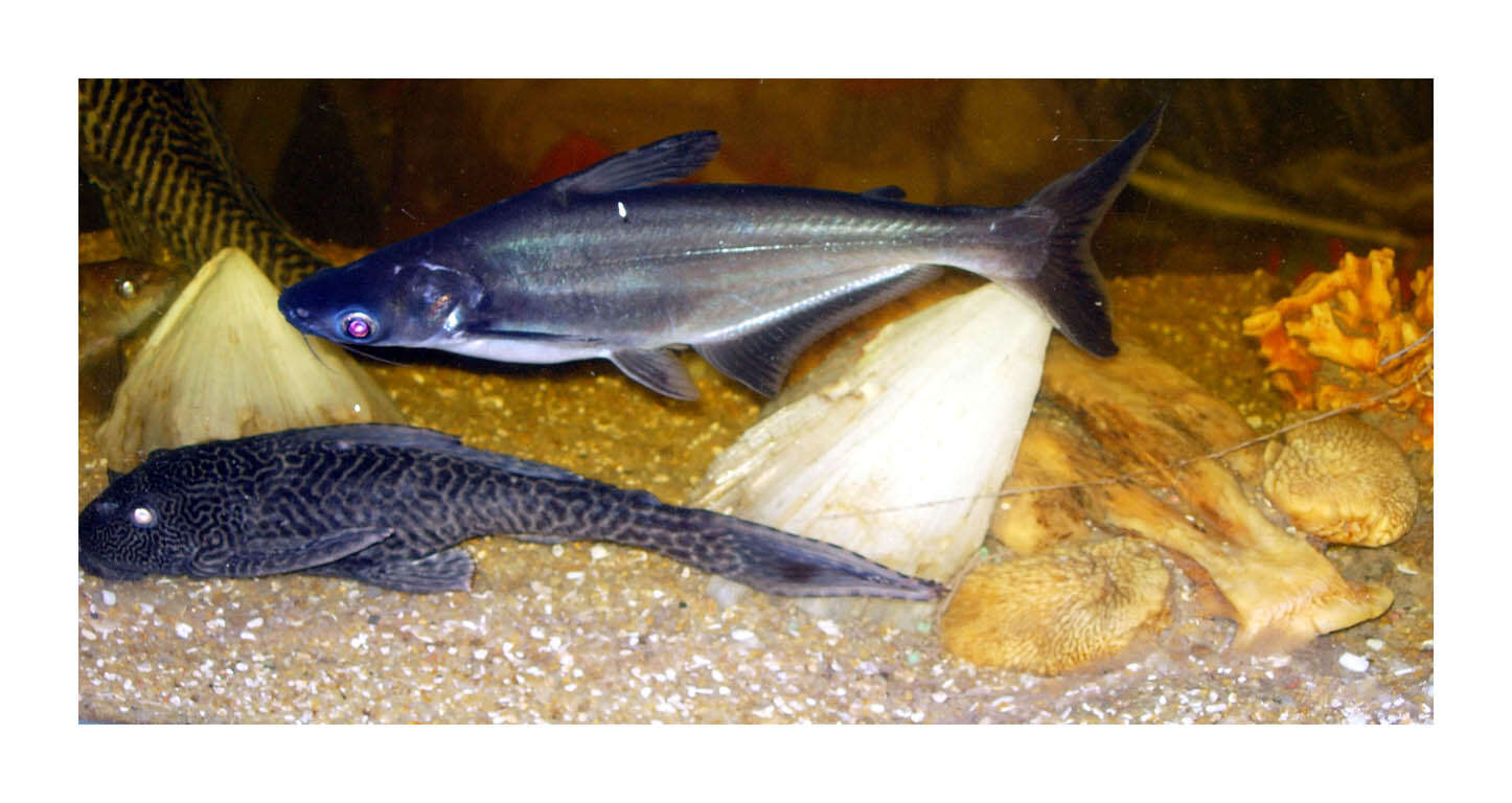 Image of suckermouthed catfish