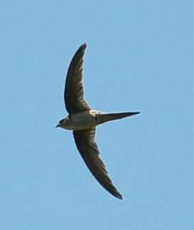 Image of Asian Palm Swift