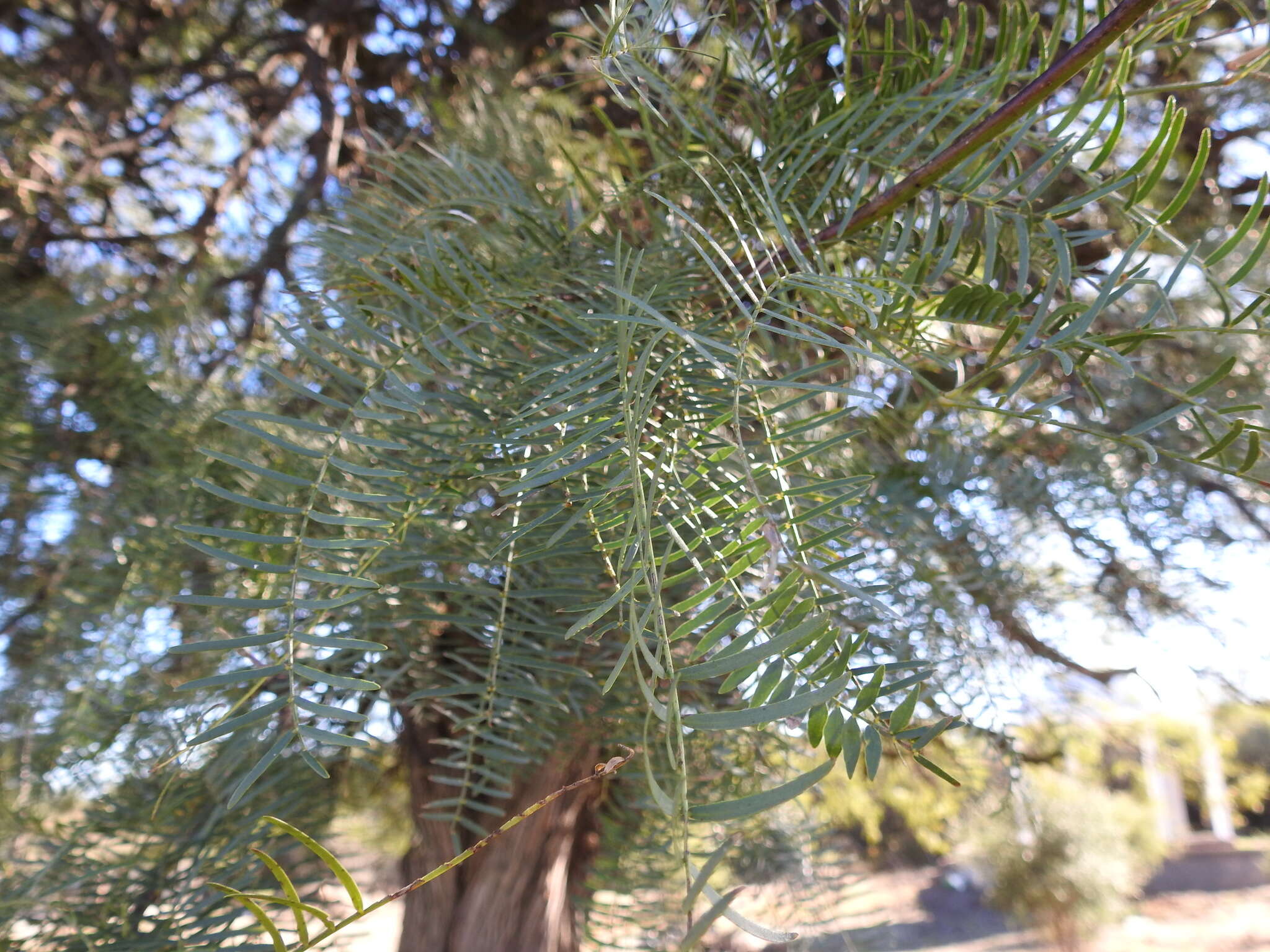 Image de Prosopis chilensis (Molina) Stuntz