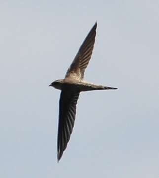 Image of Asian Palm Swift