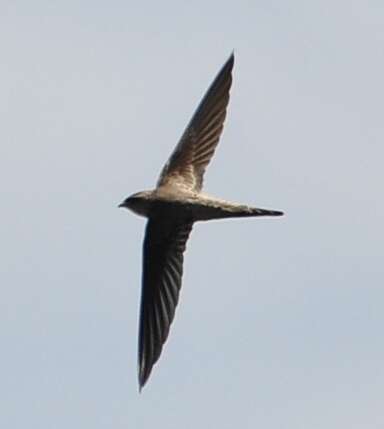 Image of Asian Palm Swift