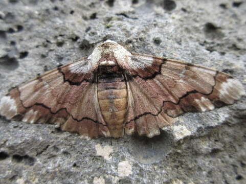 Image of Biston regalis Moore 1888