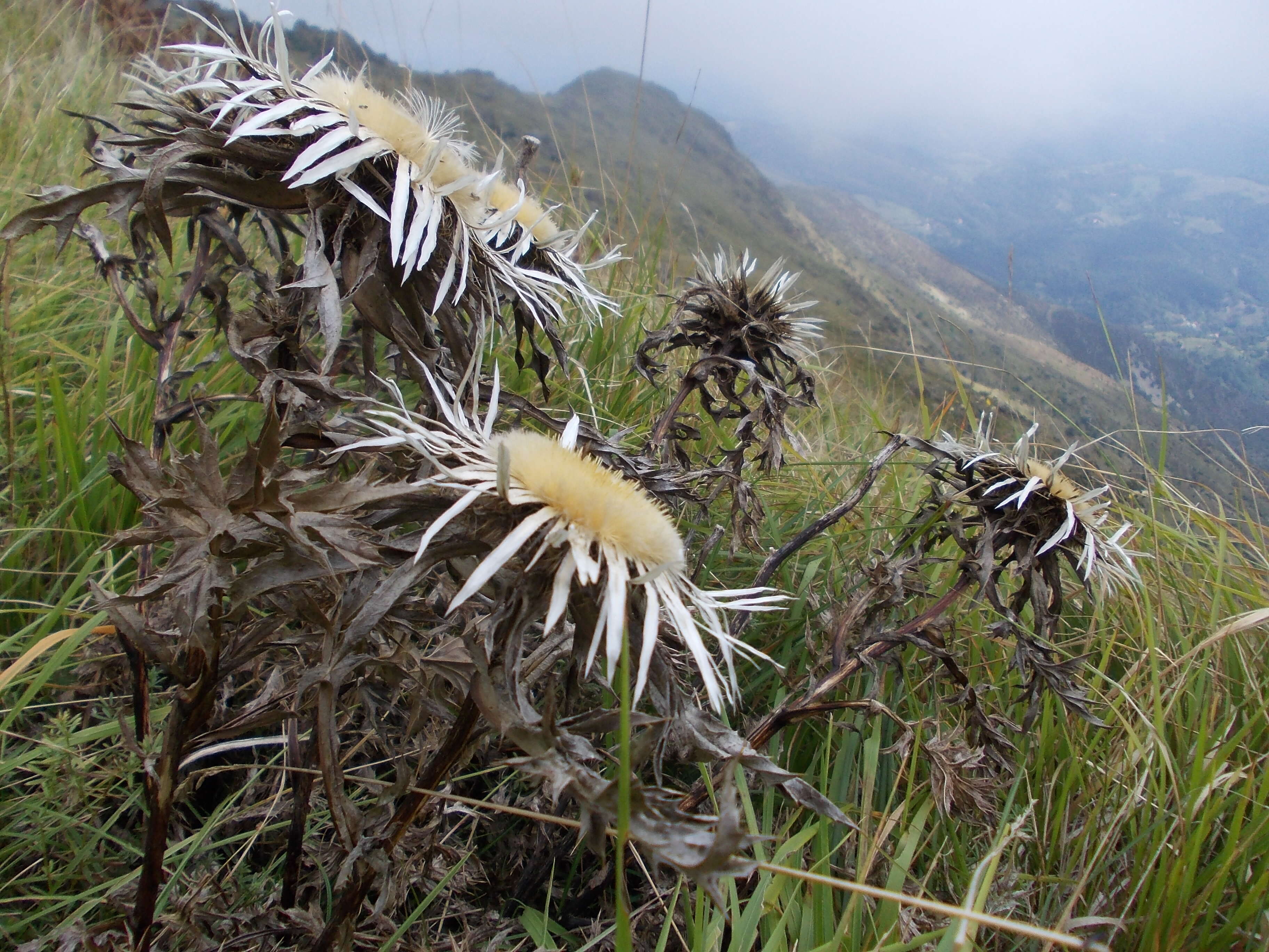 Image of Carlina acaulis L.