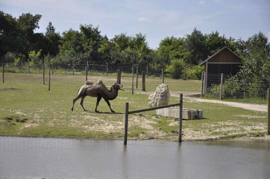 Image of Bactrian camel