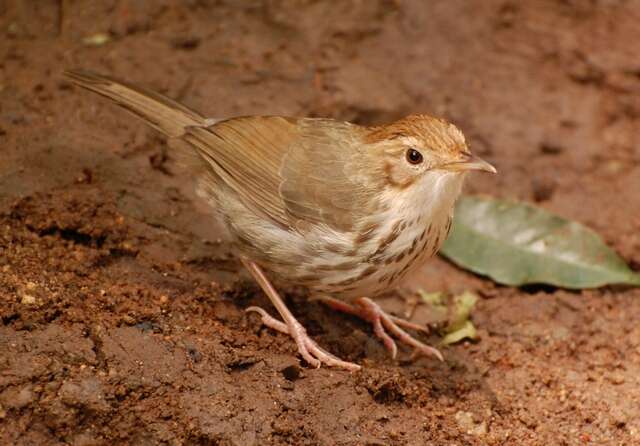 Image of Puff-throated Babbler