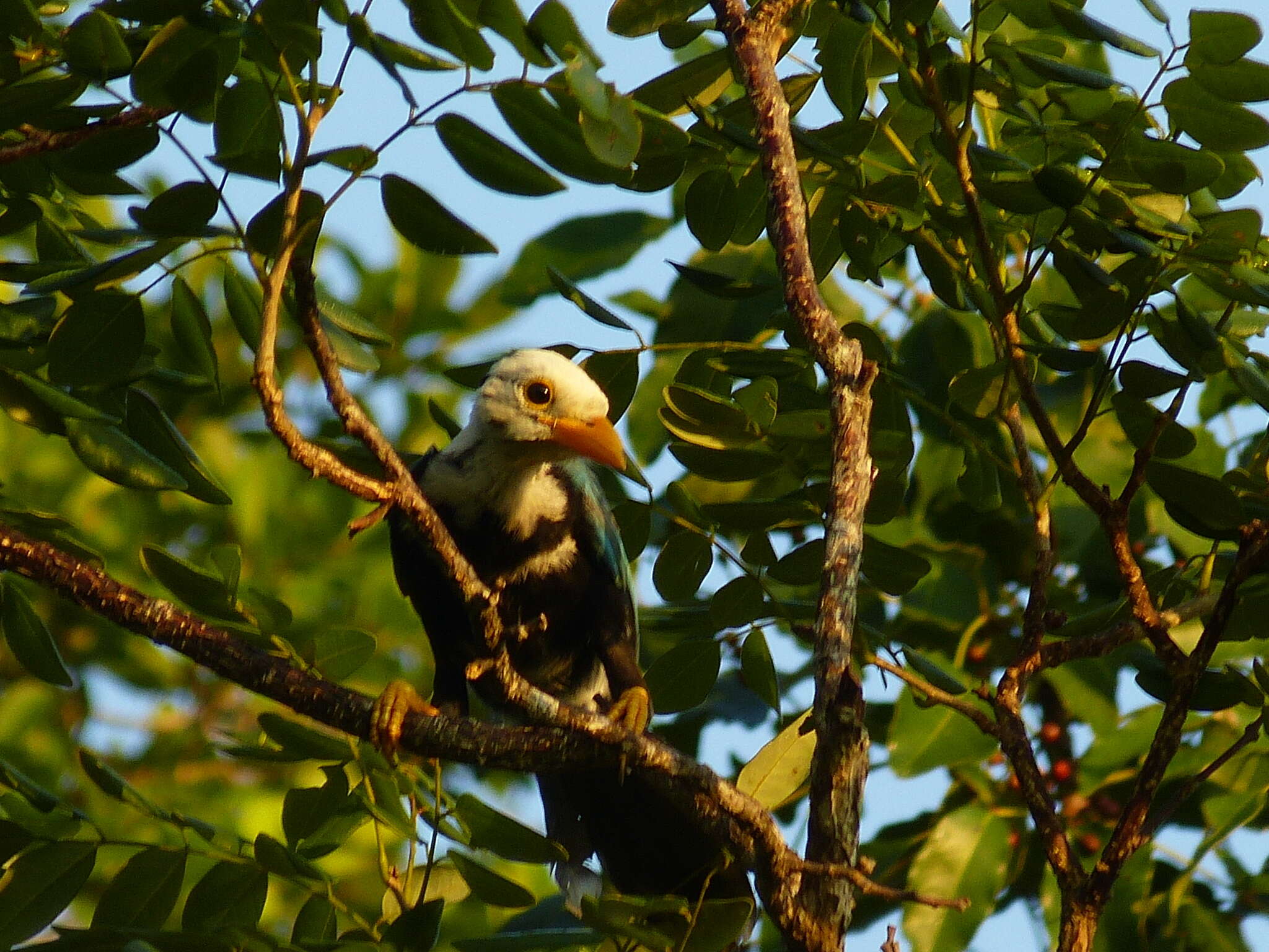 Imagem de Cyanocorax yucatanicus (Dubois & Ajc 1875)