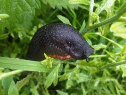 Image of Black slug