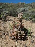 Image of Crassula grisea Schönl.