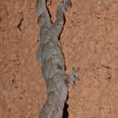 Image of Farquhar Half-toed Gecko