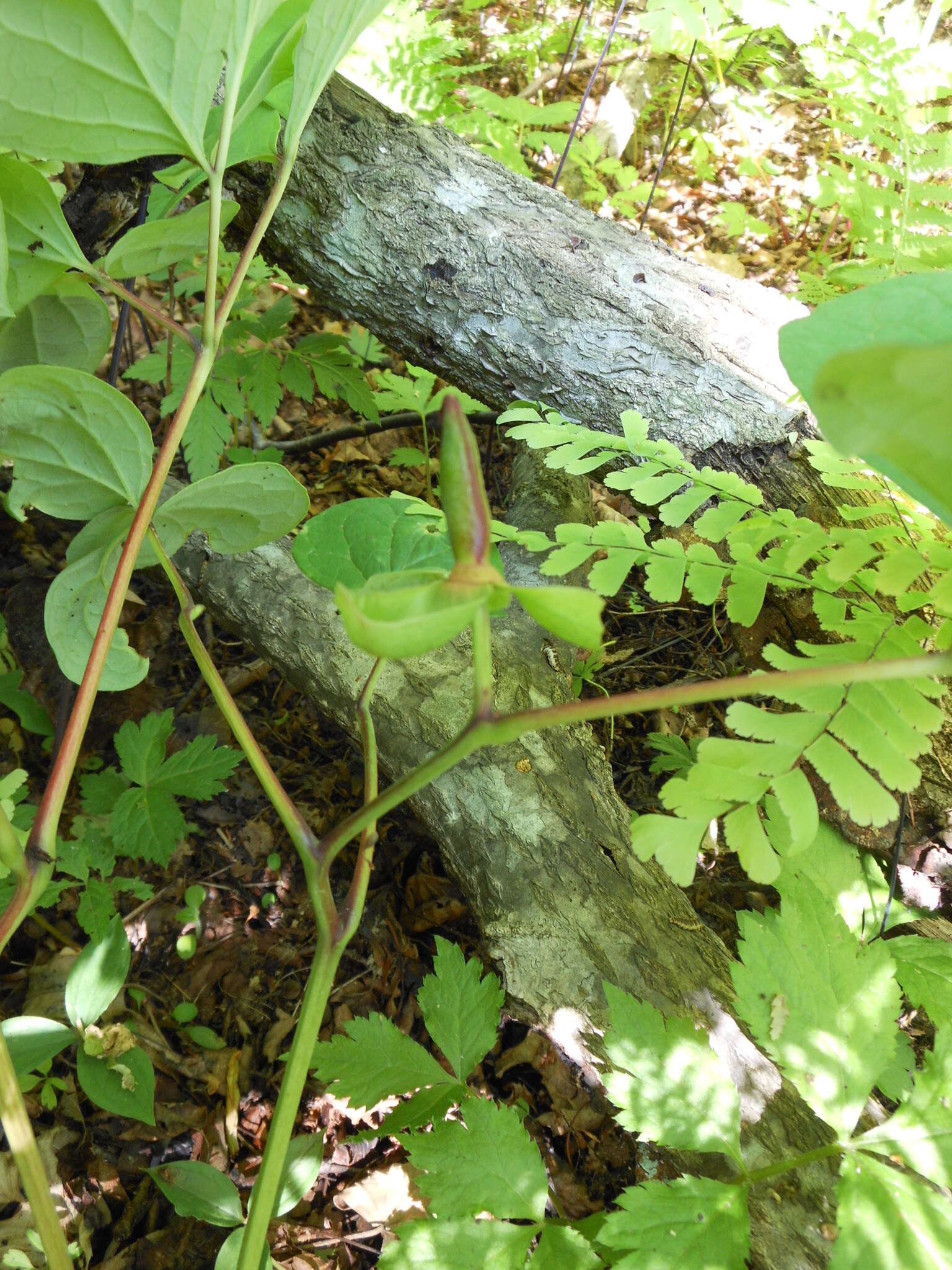 Image of Japanese forest peony