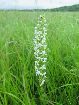 Plancia ëd Platanthera hologlottis Maxim.