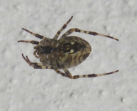 Image of Garden spider