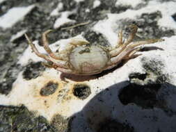 Image of mangrove marsh crab