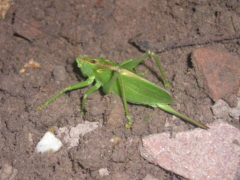 Image of upland green bush-cricket