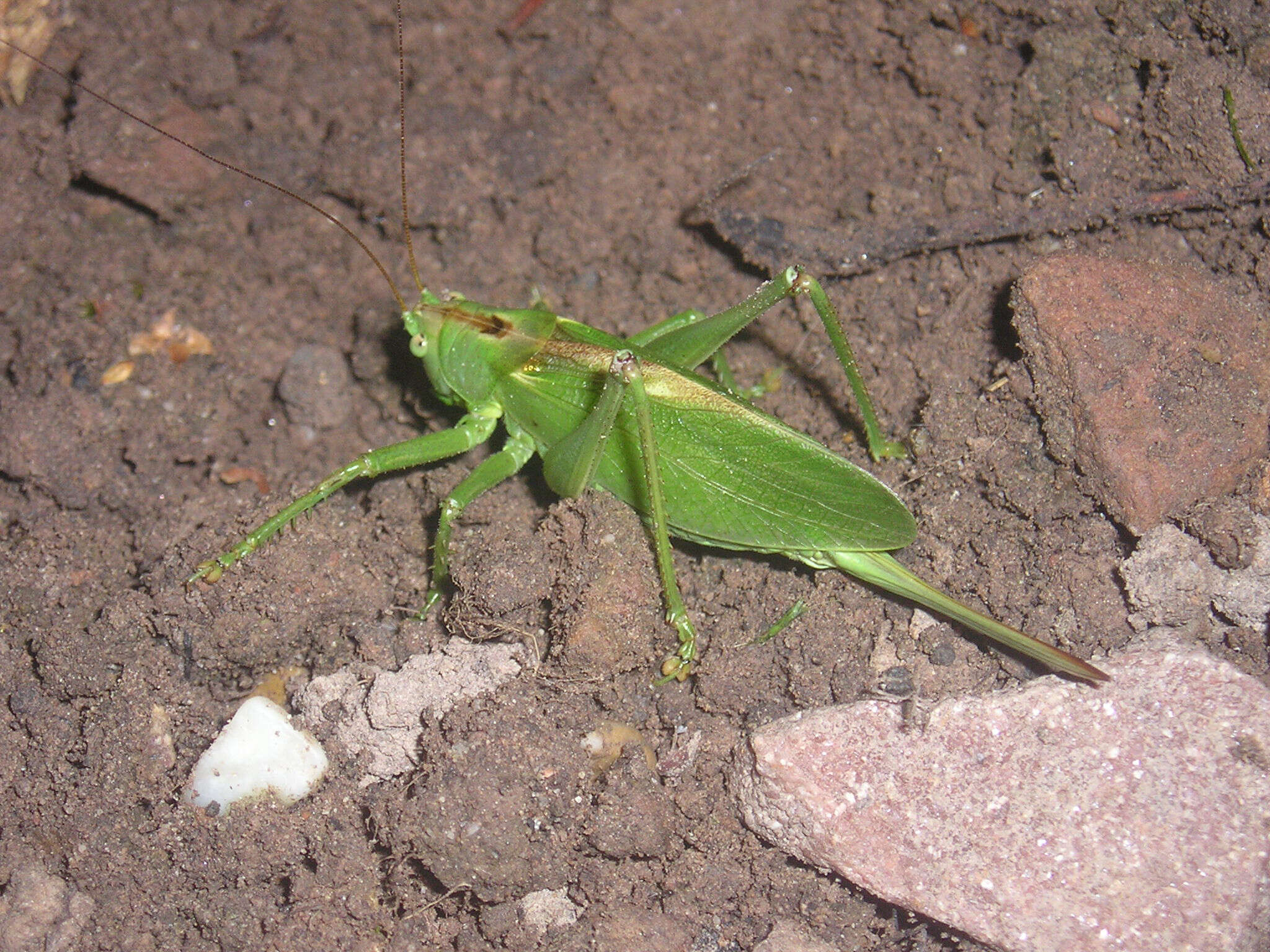 Image of upland green bush-cricket