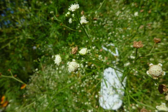 Image of Santa Maria feverfew