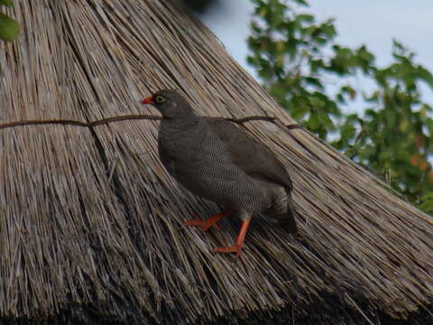 Image of Red-billed Francolin