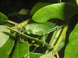 Image of upland green bush-cricket