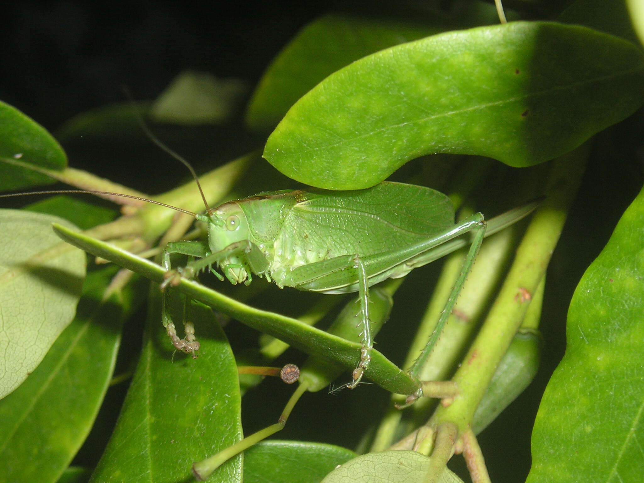 Image of upland green bush-cricket