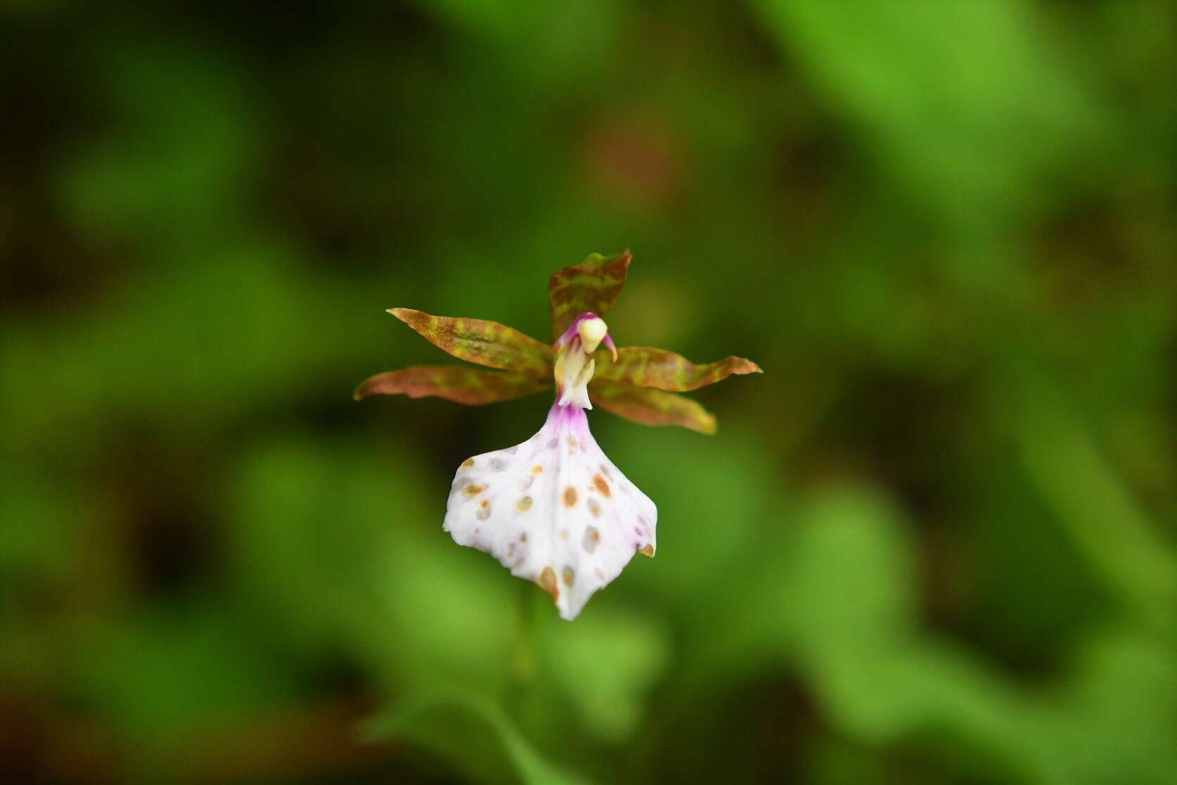 Imagem de Rhynchostele bictoniensis (Bateman) Soto Arenas & Salazar