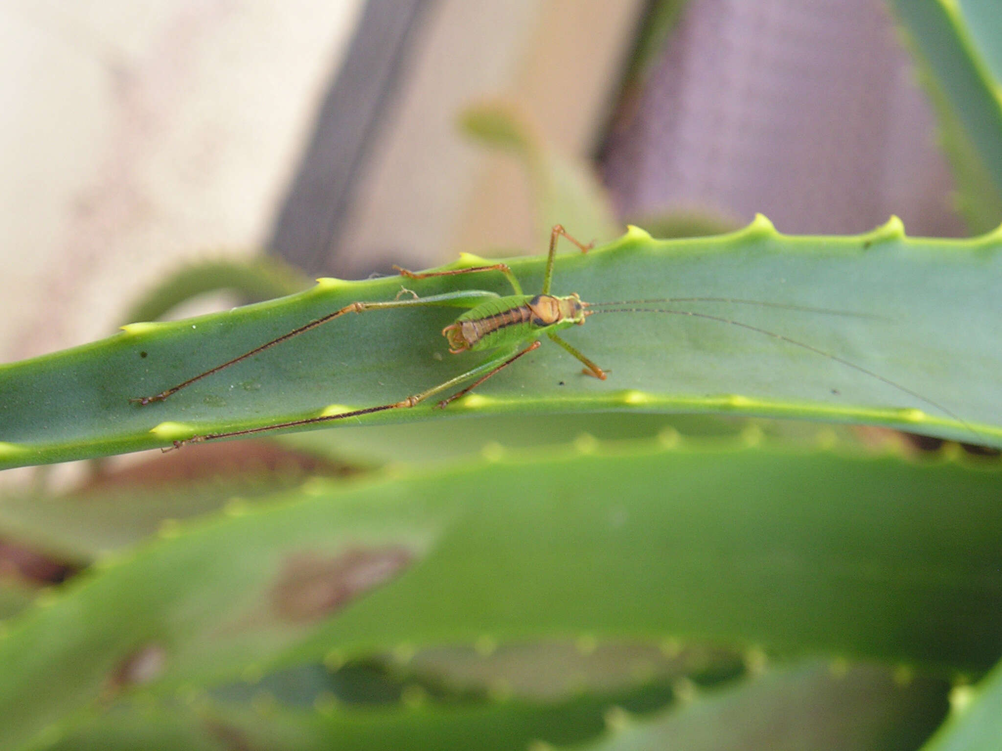 Image of speckled bush-cricket