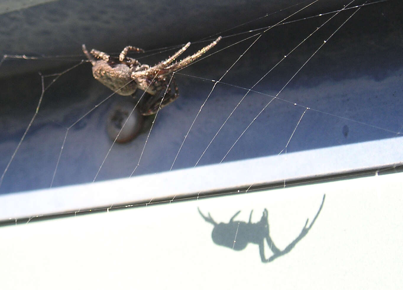 Image of Walnut Orb-Weaver Spider