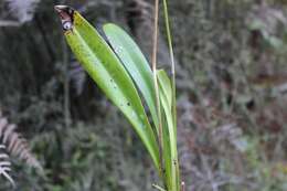 Image de Masdevallia coccinea Linden ex Lindl.