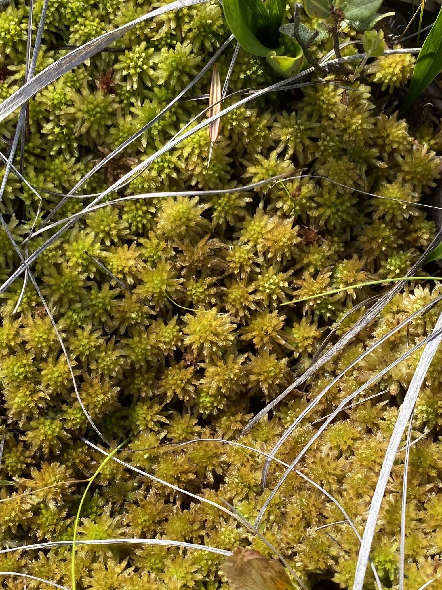 Image of golden bog-moss