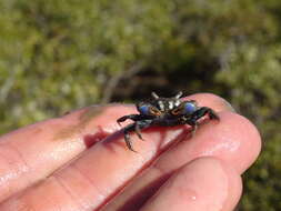 Sivun Australoplax tridentata (A. Milne-Edwards 1873) kuva