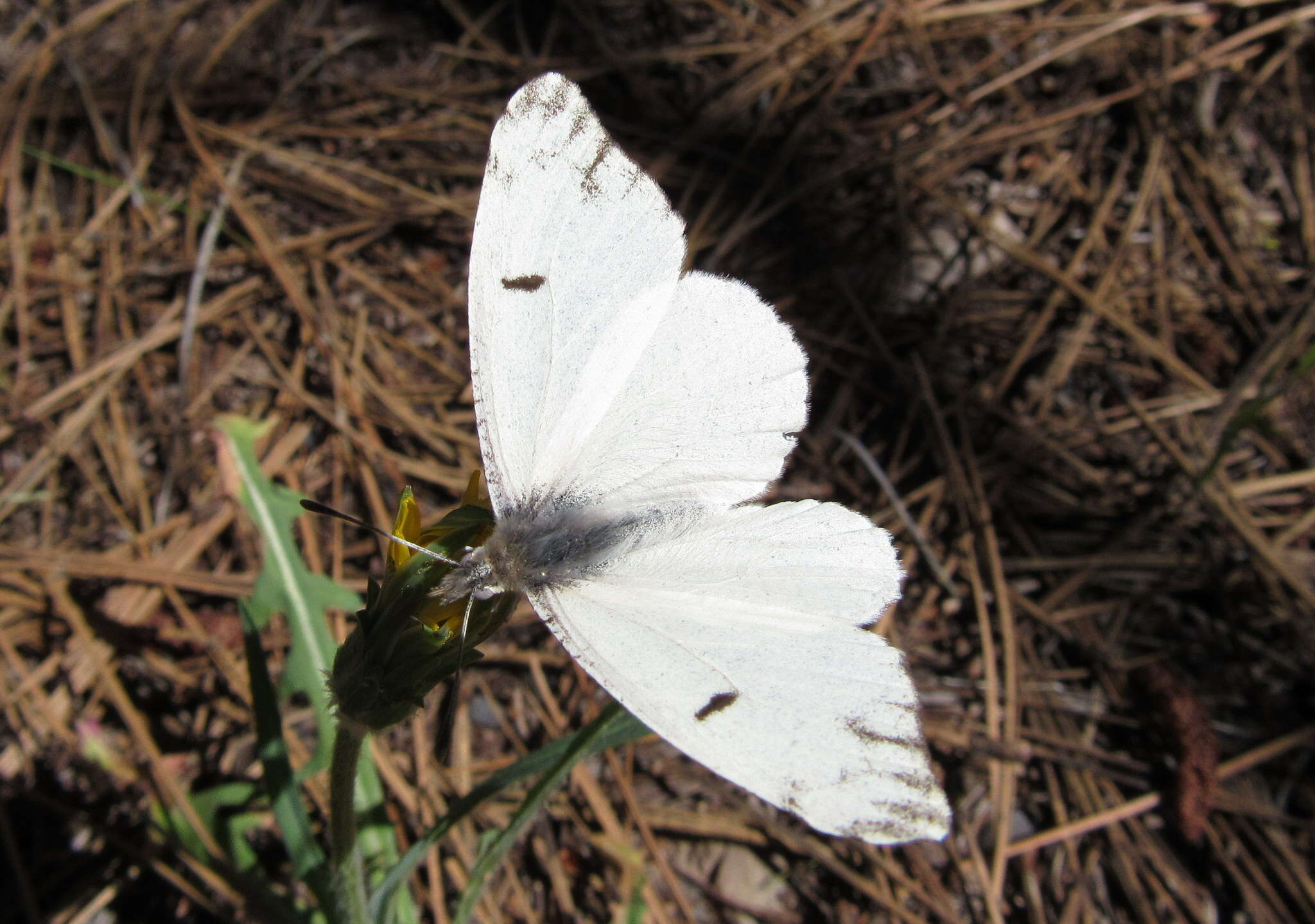 Image de Anthocharis lanceolata Lucas 1852