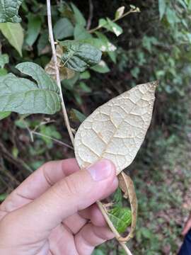 Image of Acevedo's velvetshrub