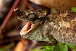 Image of Rwenzori Plate-nosed Chameleon