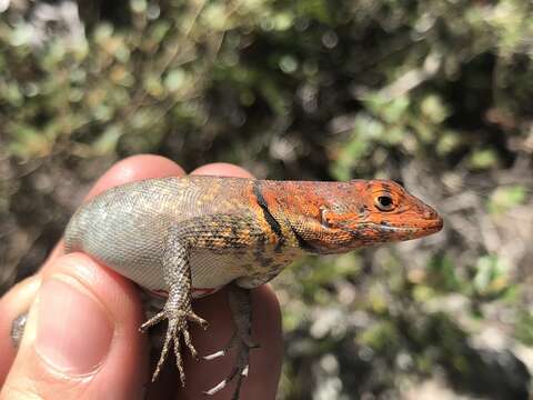 Image of Tropidurus erythrocephalus Rodrigues 1987