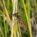 Imagem de Austrothemis nigrescens (Martin 1901)