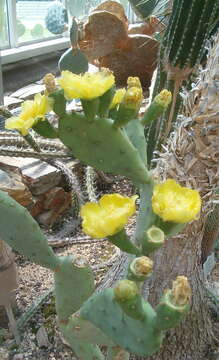 Image of Opuntia dillenii