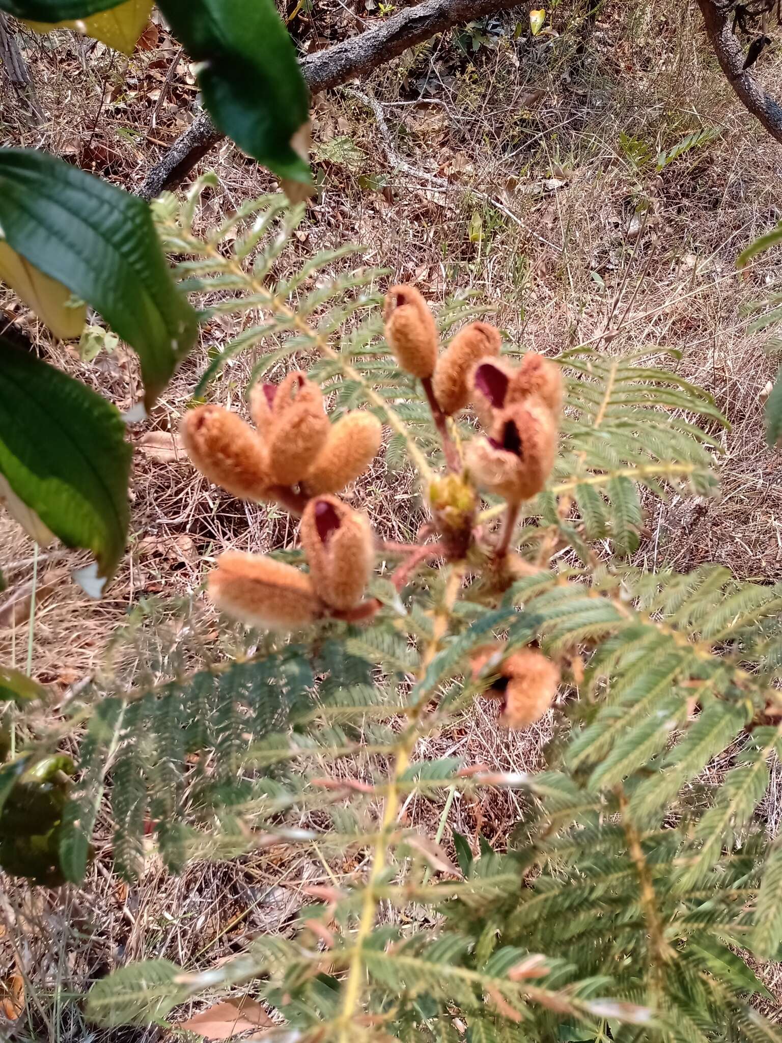 Слика од Mimosa claussenii Benth.