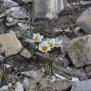 Image of Snowdon alplily