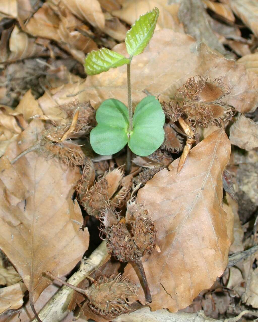 Image of Japanese Beech