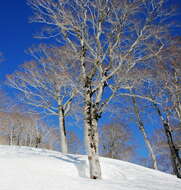 Image of Japanese Beech