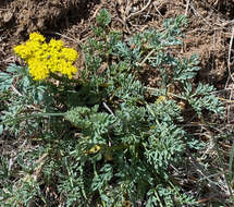 Imagem de Lomatium donnellii (Coult. & Rose) Coult. & Rose