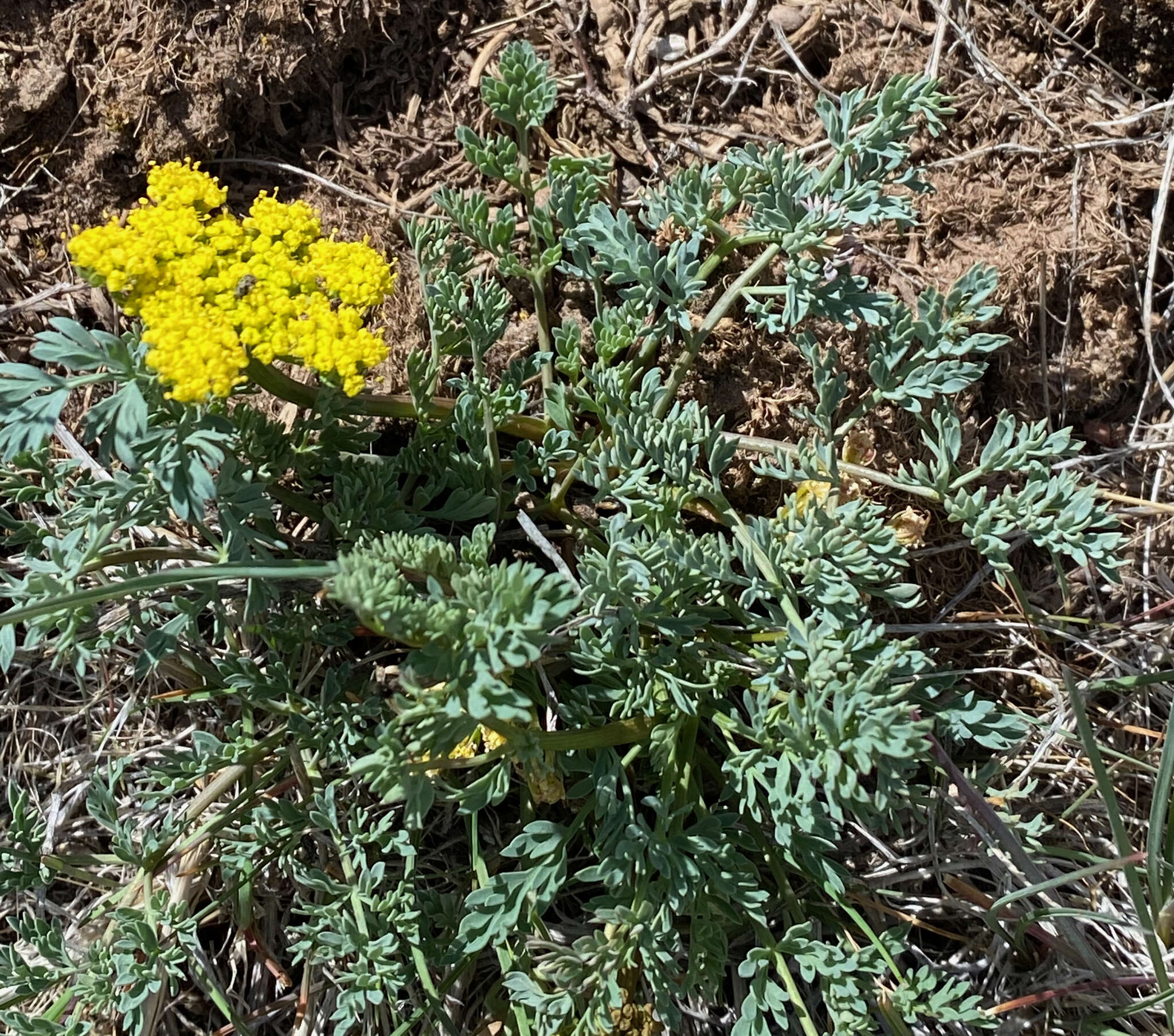 Imagem de Lomatium donnellii (Coult. & Rose) Coult. & Rose