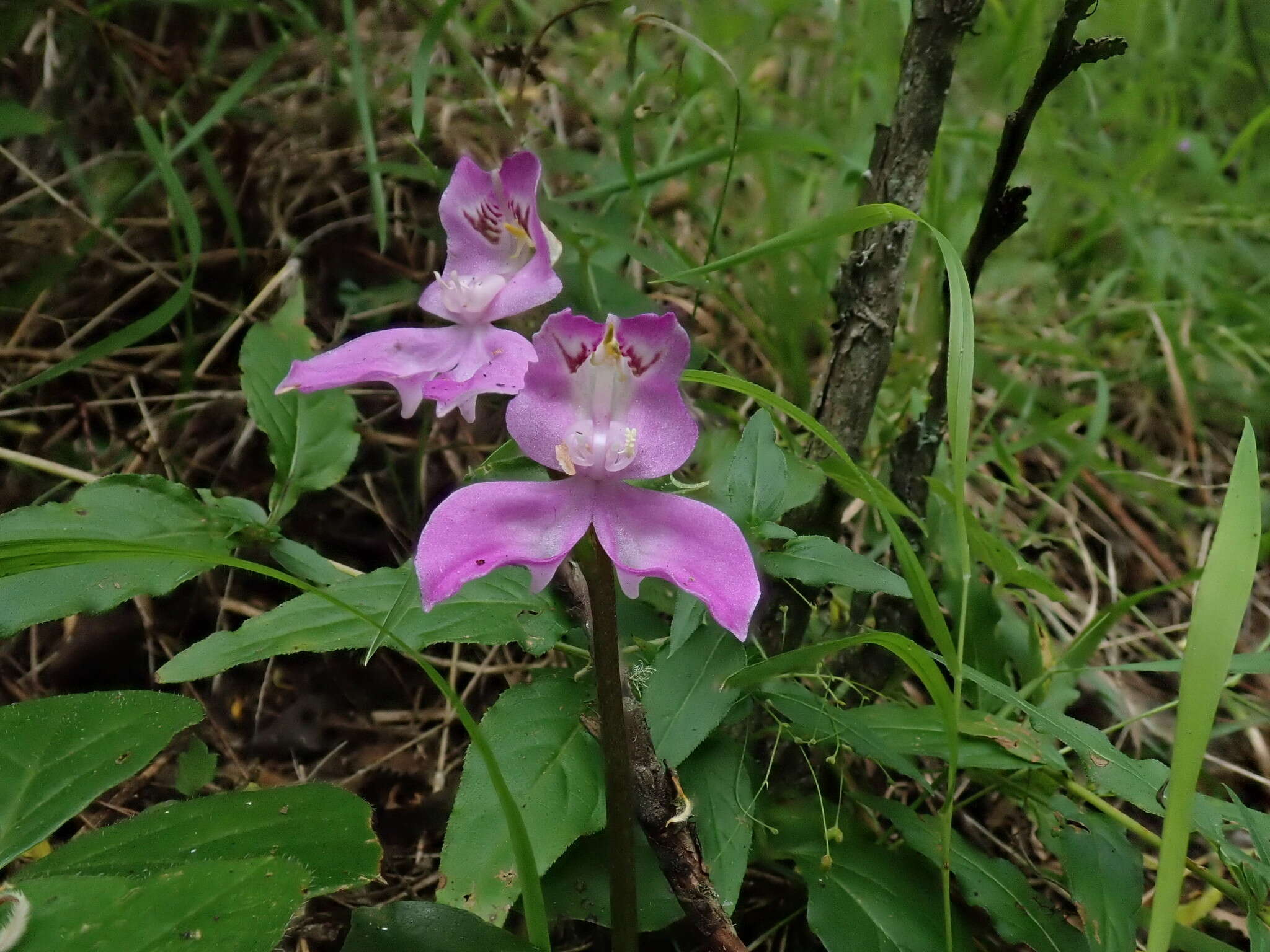 Image of Disperis virginalis Schltr.