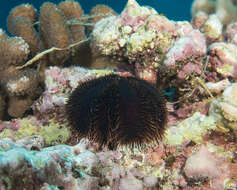 Image of Collector urchin