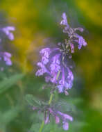 Image of Nepeta sibirica L.