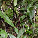 Image of Stereosandra javanica Blume