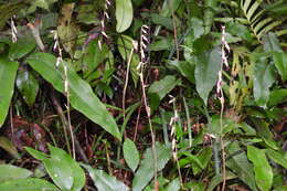 Image of Stereosandra javanica Blume